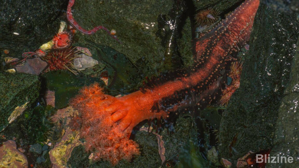 Immortal Sea Cucumber Tissues Thrive in Ordinary Seawater